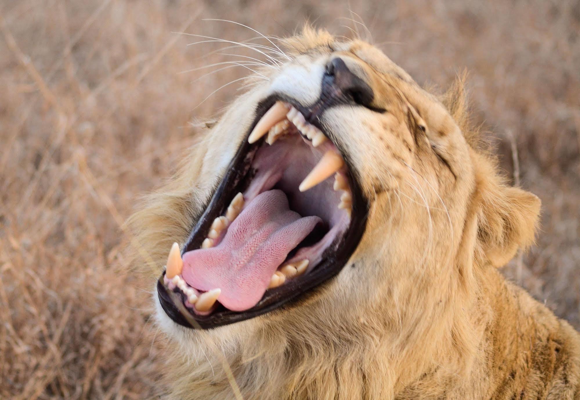 Bona Bona Game Lodge Wolmaransstad Ngoại thất bức ảnh