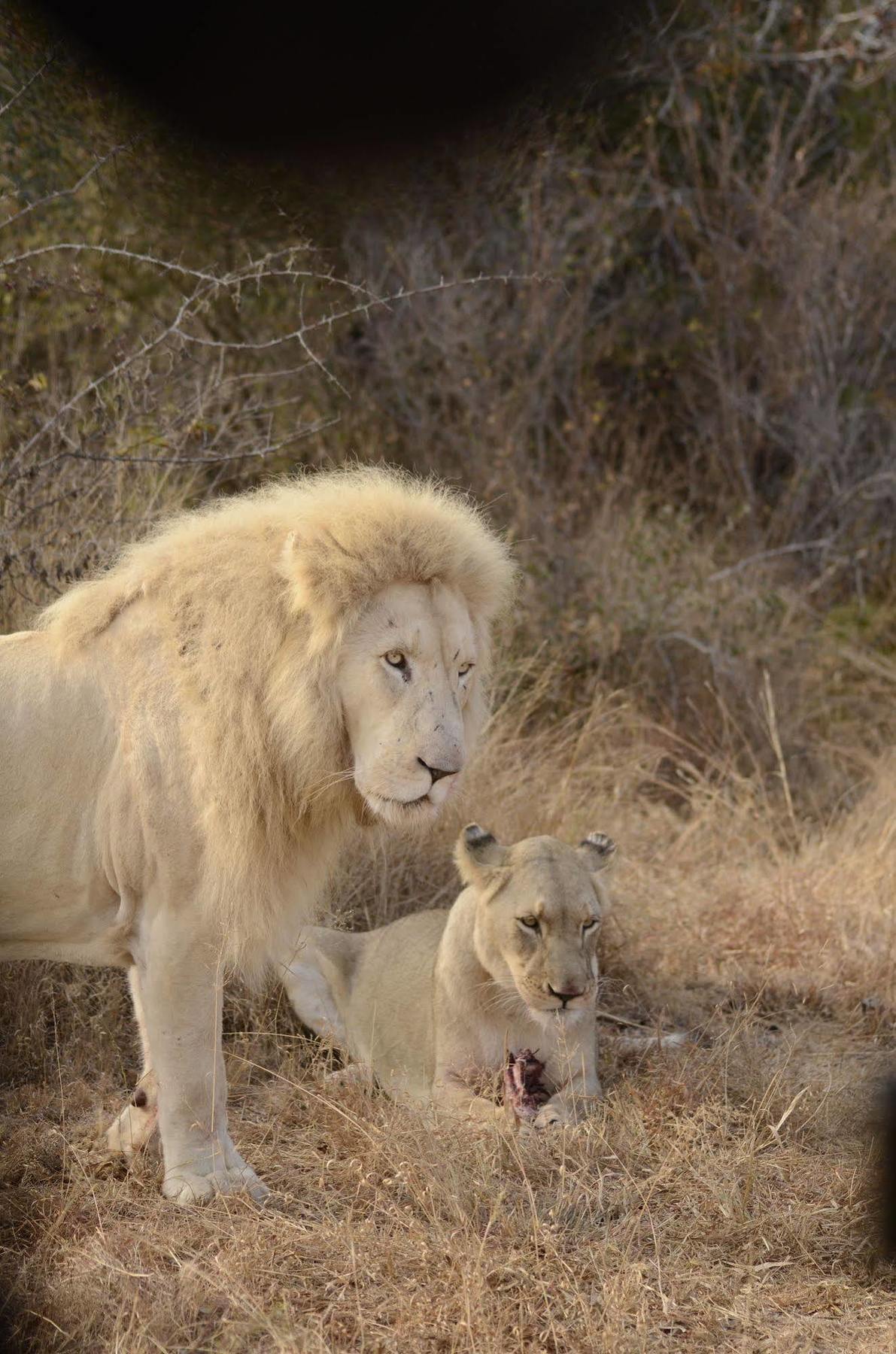 Bona Bona Game Lodge Wolmaransstad Ngoại thất bức ảnh