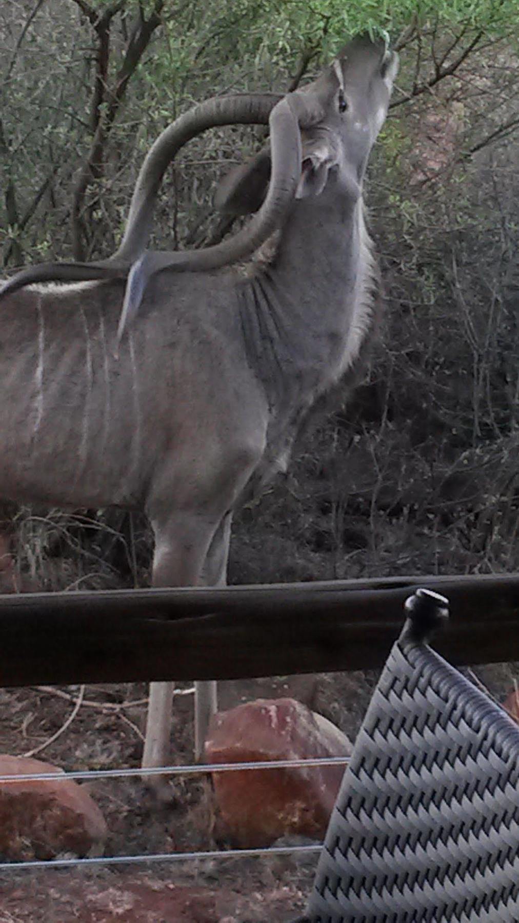 Bona Bona Game Lodge Wolmaransstad Ngoại thất bức ảnh