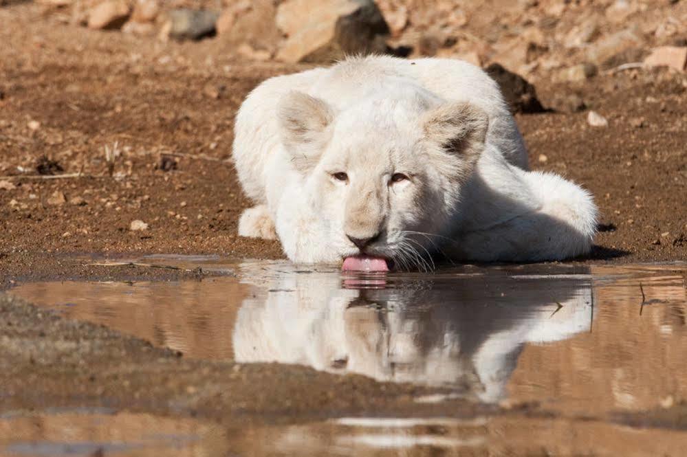 Bona Bona Game Lodge Wolmaransstad Ngoại thất bức ảnh